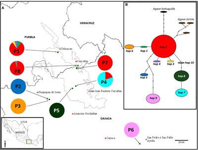 Phylogeography and Genetic Diversity in a Southern North American Desert: <mark class="highlighted">Agave</mark> kerchovei From the Tehuacán-Cuicatlán Valley, Mexico